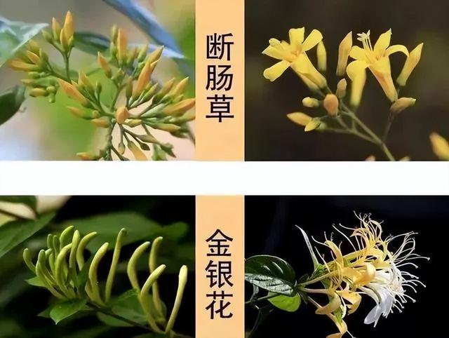 一家6口全中毒,这种“野菜”千万别采