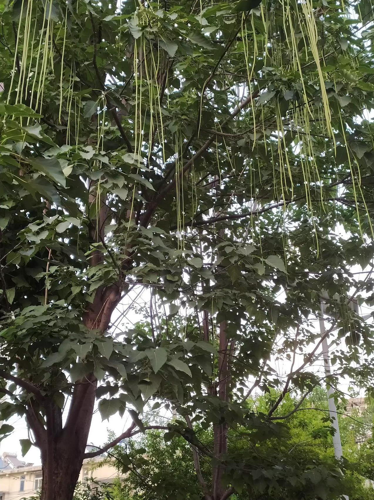 昨天我去工行问了大堂经理，如果老人去世，或其它原因，家属只要有死者存单，或存拆，