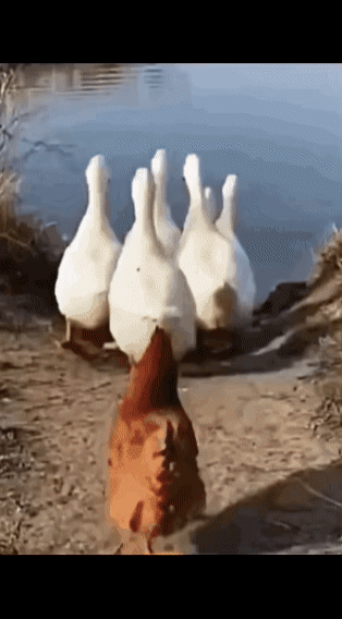 这只傻鸡跟着鸭子下水，结果发现自己不会游泳[捂脸哭]不懂就问傻乎乎的鸡