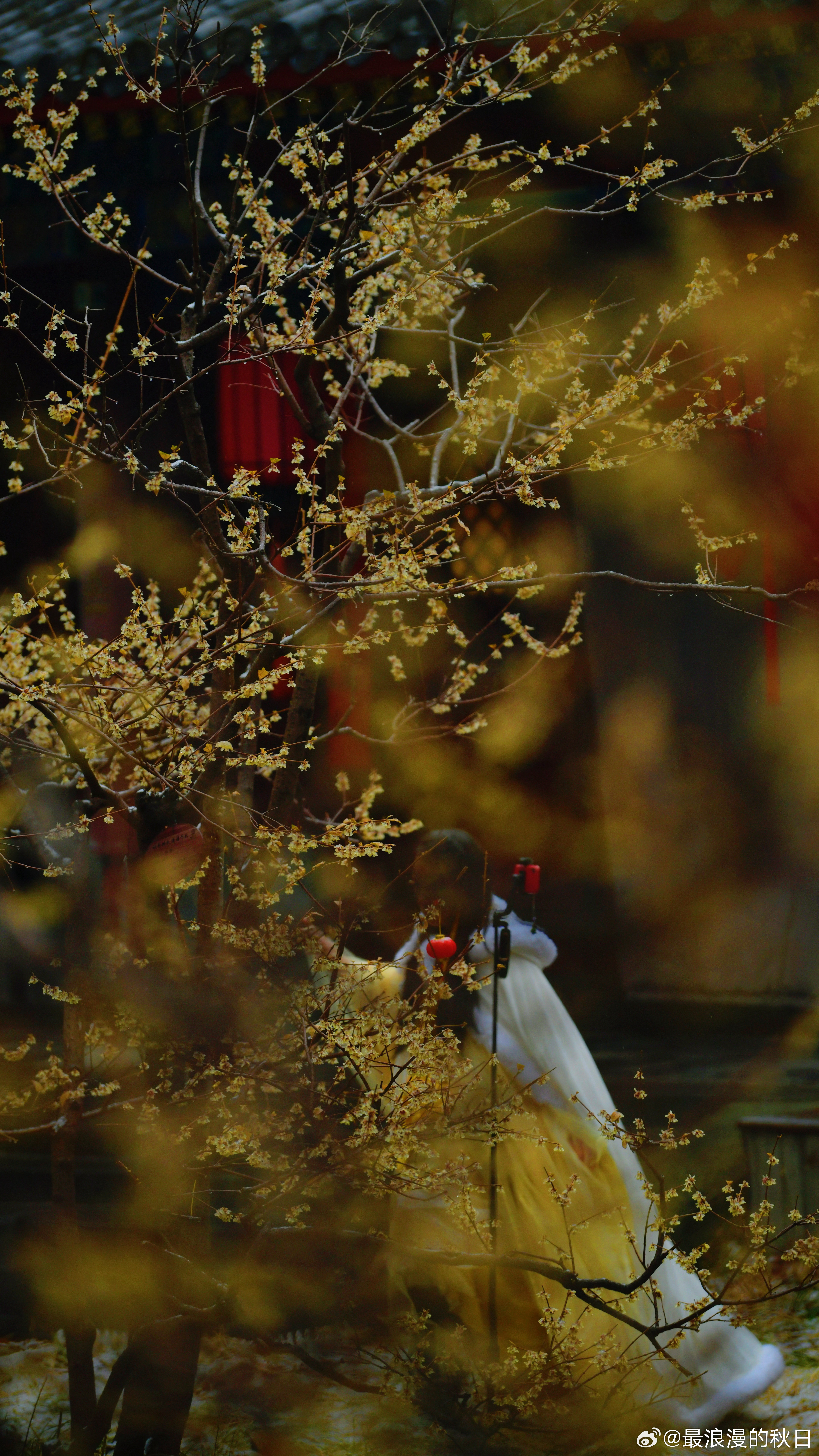 又见雪飘落——国家植物园卧佛寺摄影