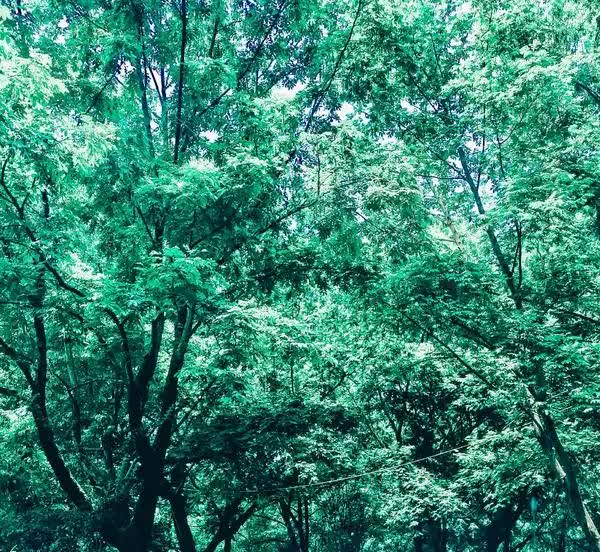朗逸新锐：空间大、油耗低，却有致命缺点！朗逸新锐，这款车空间大、油耗低，看似