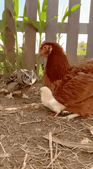 猫头鹰不是晚上才能看到猎物吗？AI把我的认知都弄糊涂了。