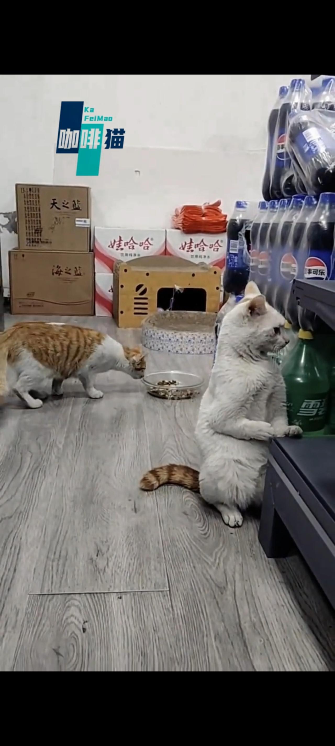 这只流浪猫刚刚被爱心人士给收养回家，害怕被二次抛弃的她，竟然默默的躲藏在了货架下