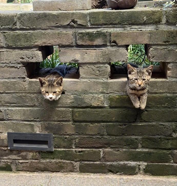 猫咪专属卡坐​​​​