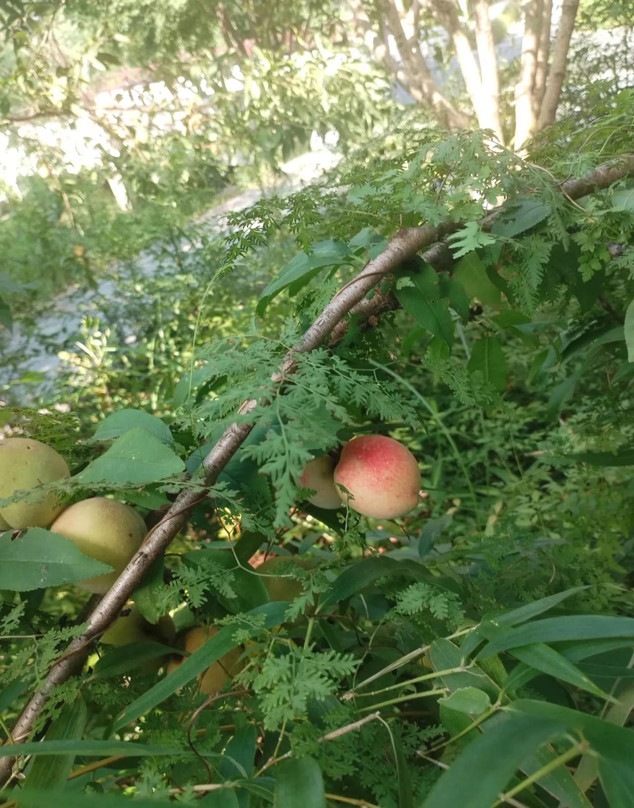 杂草里面怎么有桃子呀[吐舌头眯眼睛笑]太幸运了！在路边慢悠悠地走没想到走着走着竟然在