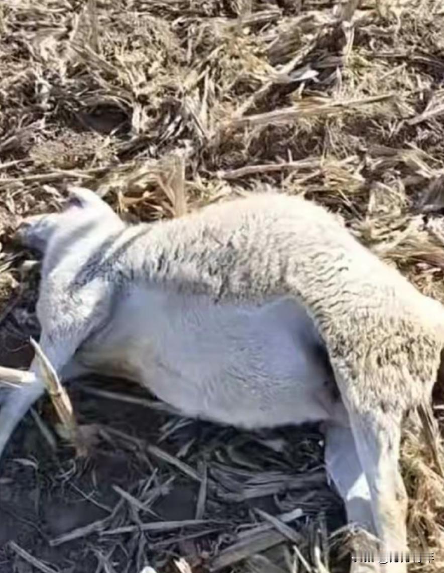 近日，山西省晋中市榆次区北田镇杜堡村发生了一起“投毒”事件。12月2日，村民老