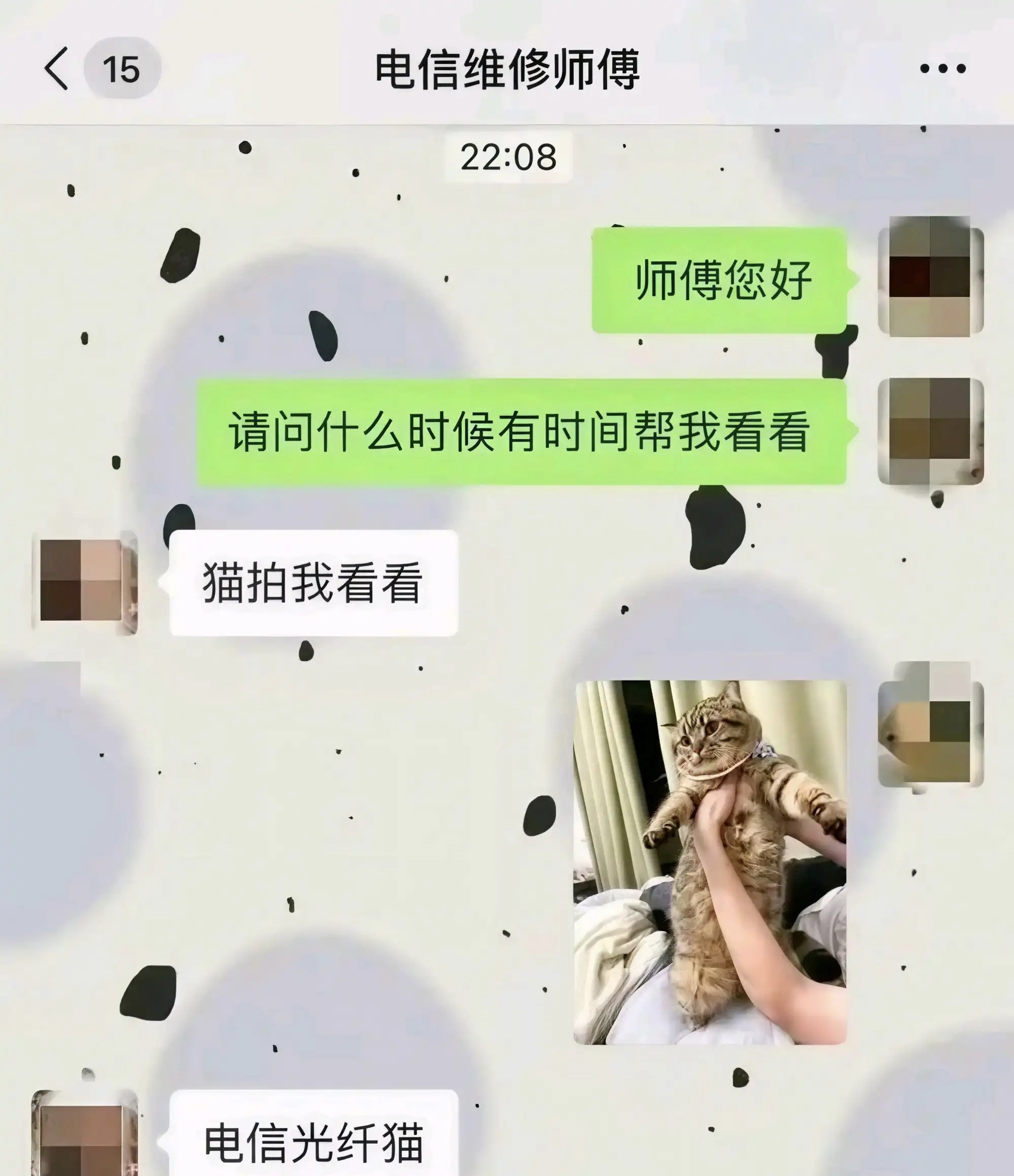 不说别的，猫挺肥的