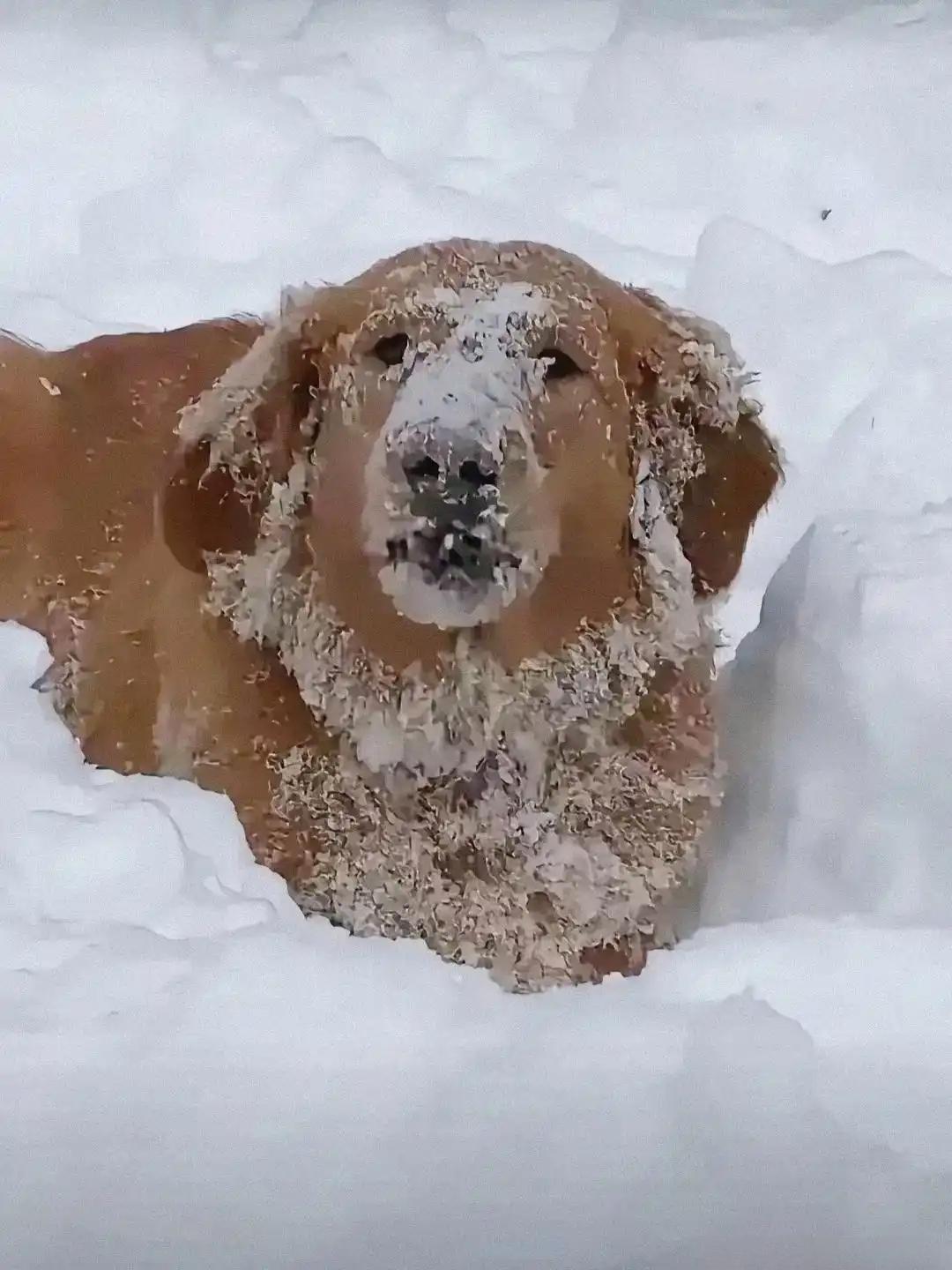 哈尔滨一男子家有一只狗子，被朋友领养了，前主人突然去探望，发现大雪天零下二十多度