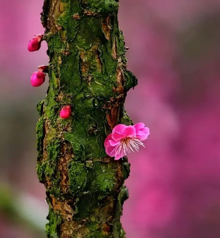 老桩梅花。