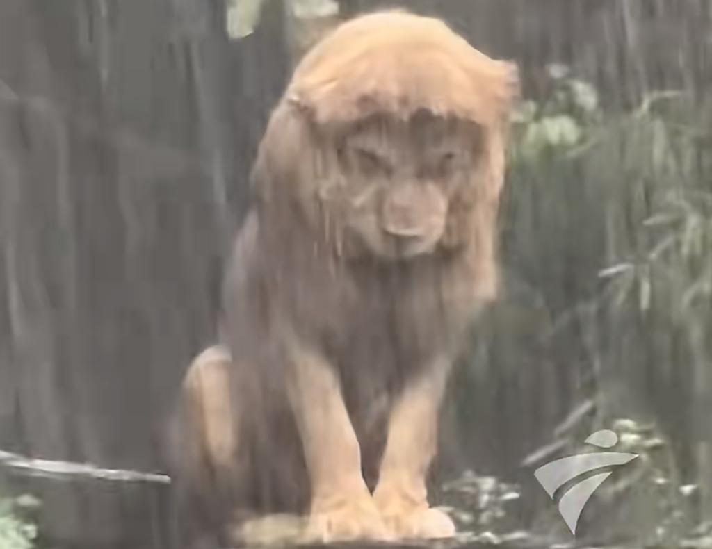 广州的天气最近真是开启了“随机播放”加“高压水枪”模式，强对流天气说来就来，大暴