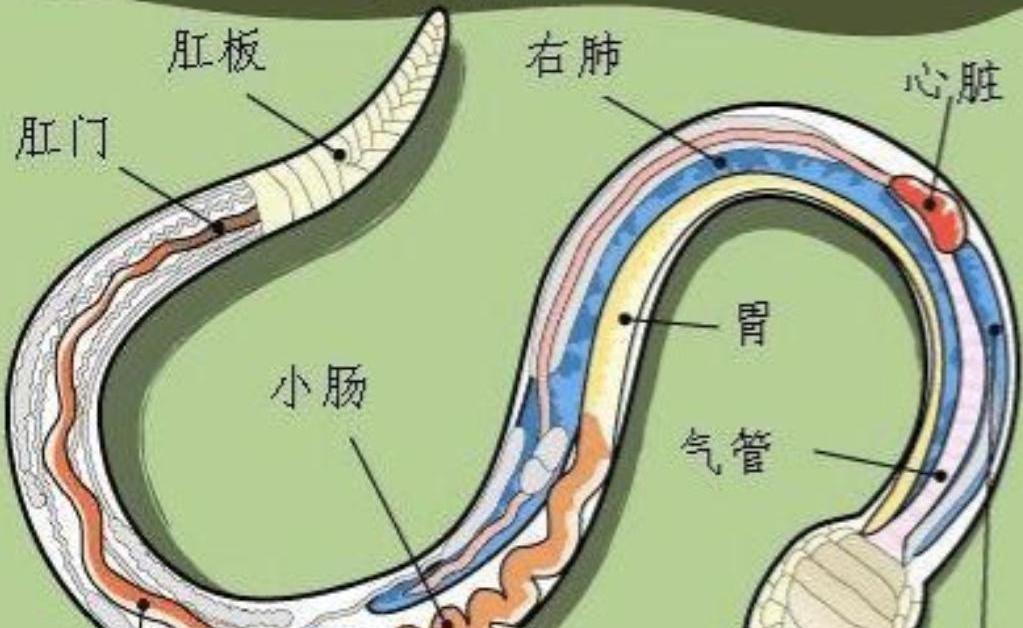 “打蛇打七寸”这话，老祖宗传下来，听着挺有道理。意思是照着蛇的心脏位置打，一招