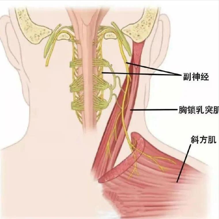 神经损伤后，想恢复正常看2点 “郝主任，什么时候我才能恢复啊？”，这是患者朋
