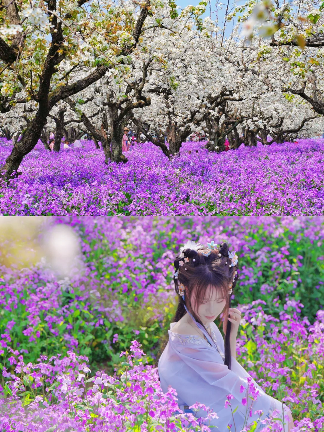 花神降临｜📸三台山梨兰会拍照攻略