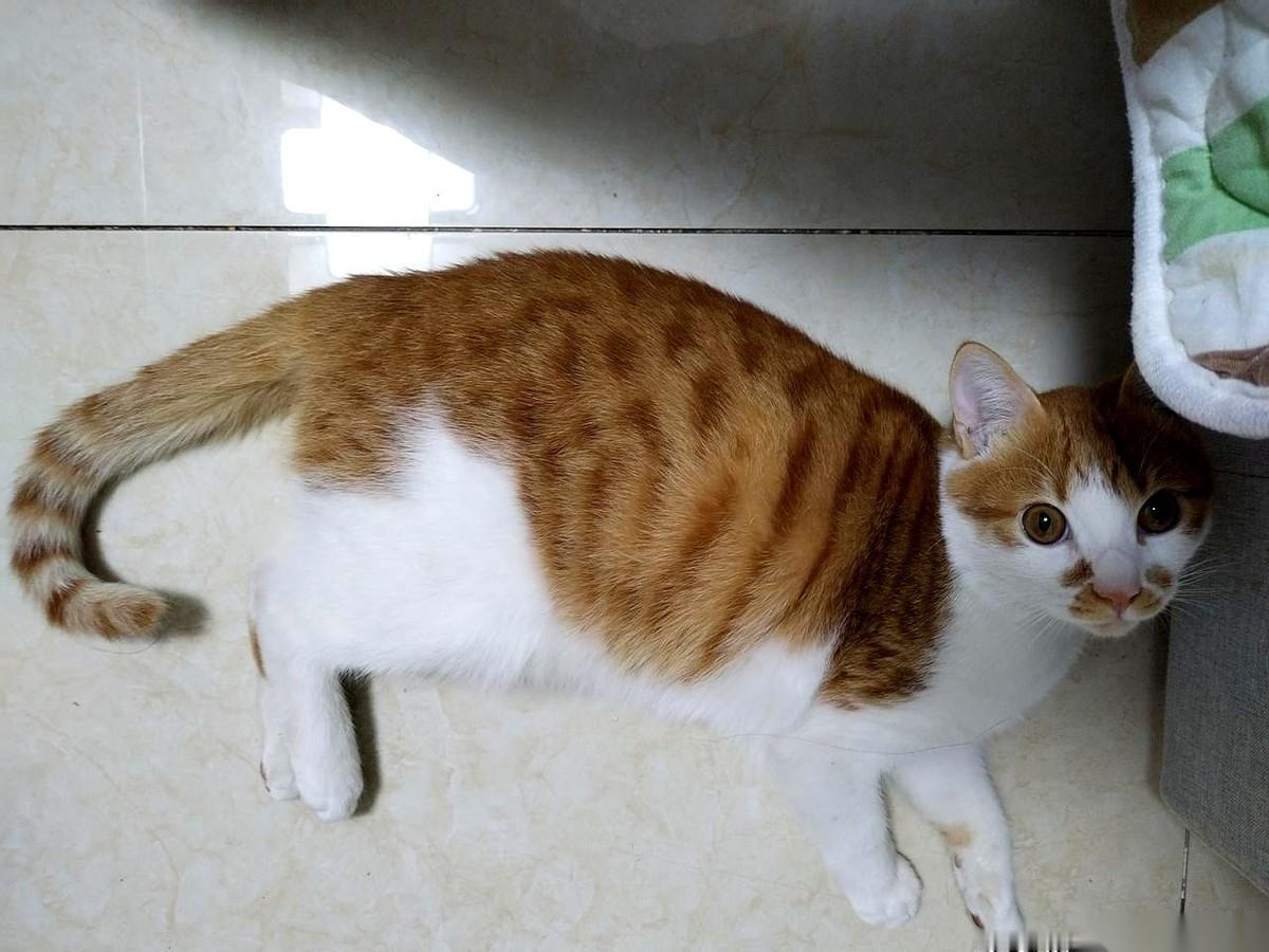 想给猫做个绝育，结果差点跟对象先“绝育”了。就因为我提了一句，家里八个月的小祖