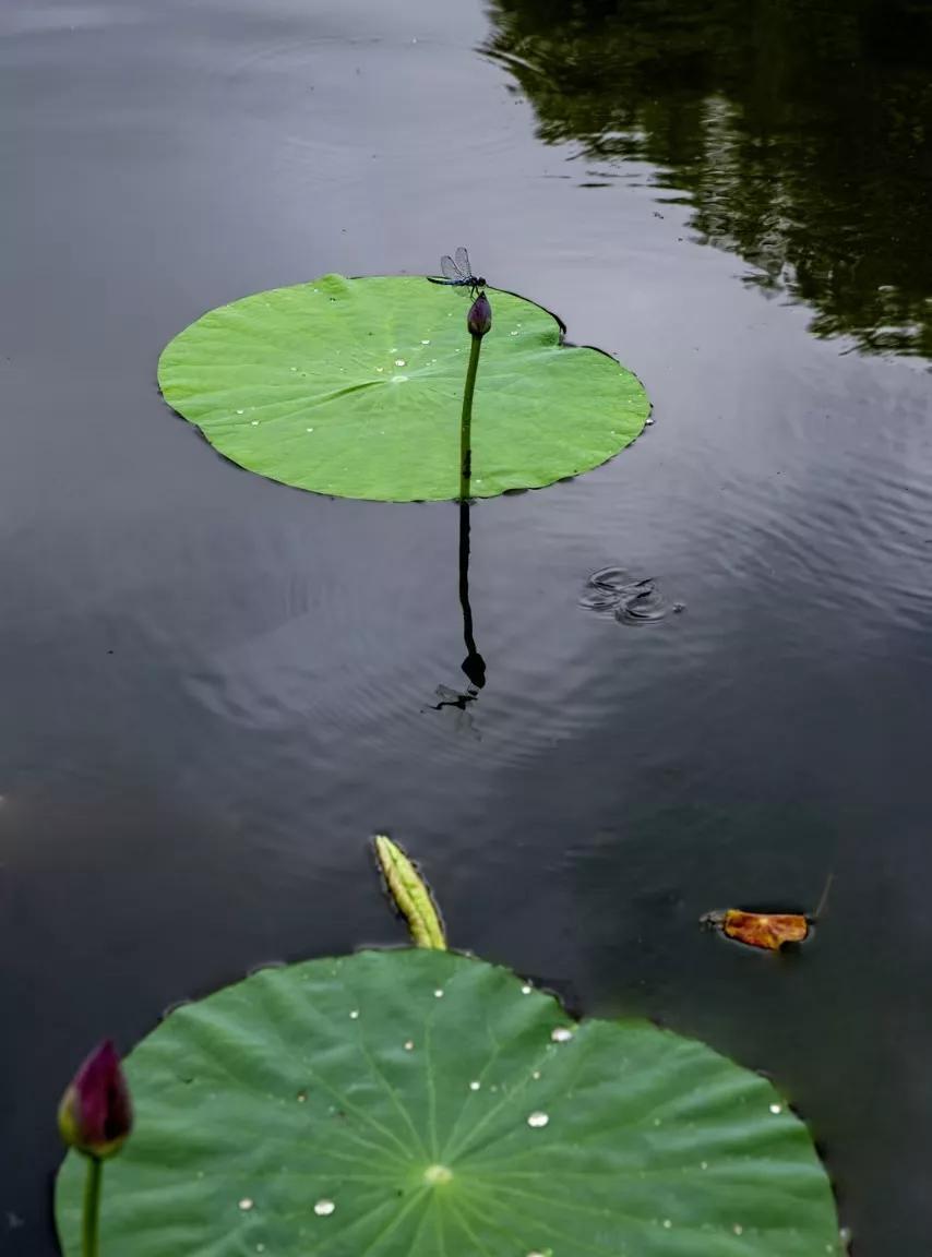 人生，好像就是一次又一次的离别，每一次的离别，都是一种无奈，一种难以割舍的伤痛。
