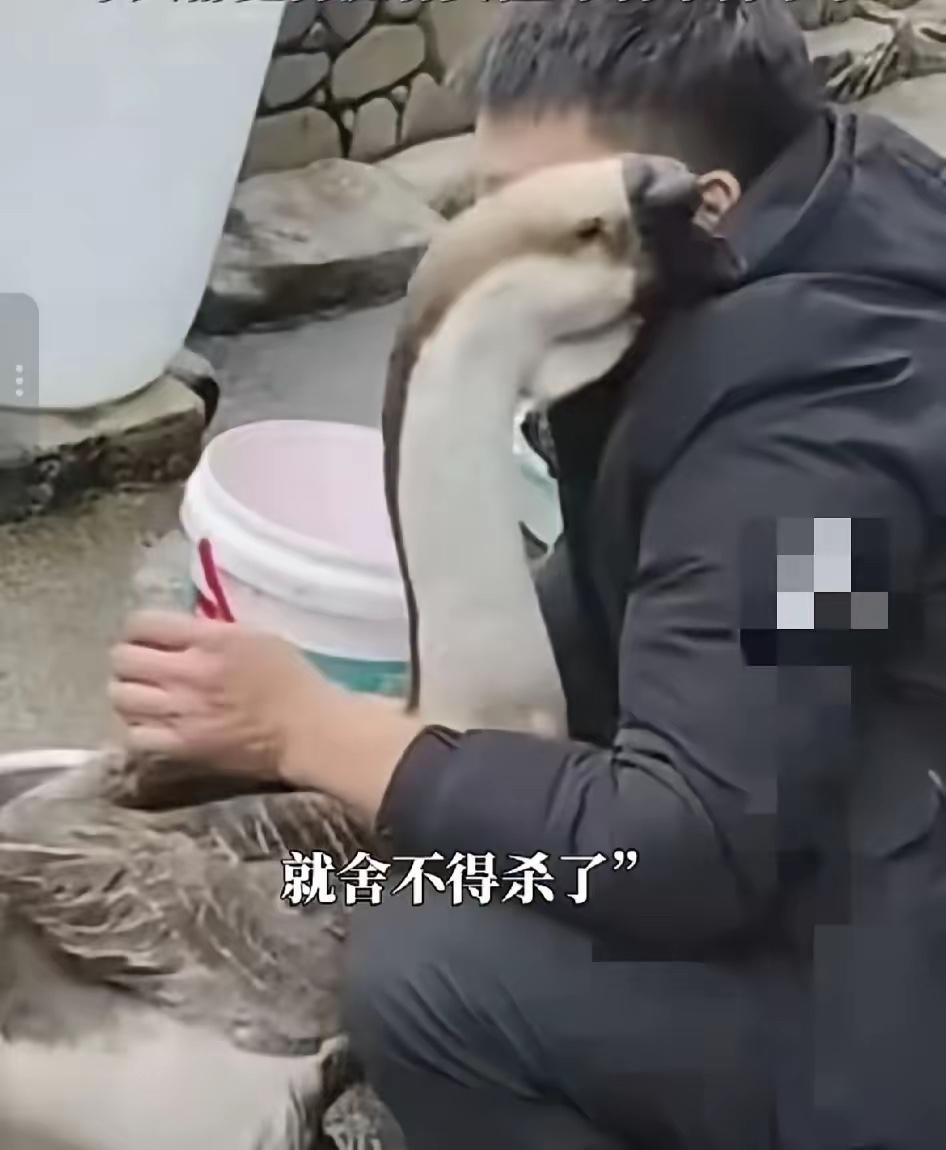 解释不清！贵州一男子，除夕当天准备杀鹅，突然大鹅伸出鹅掌，还来按住了主人磨刀的手