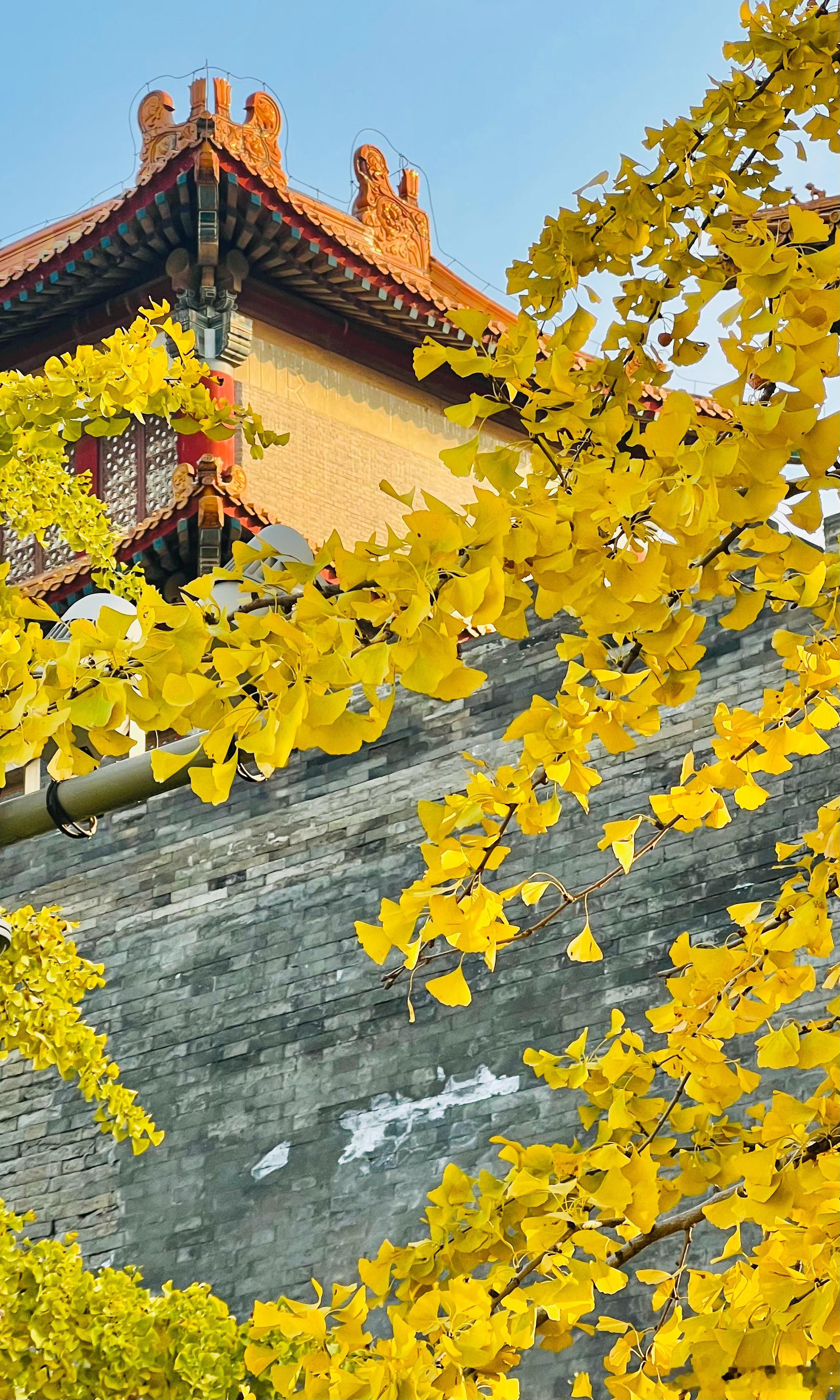 故宫西南交楼银杏金黄摄影用镜头定格北京最美之秋