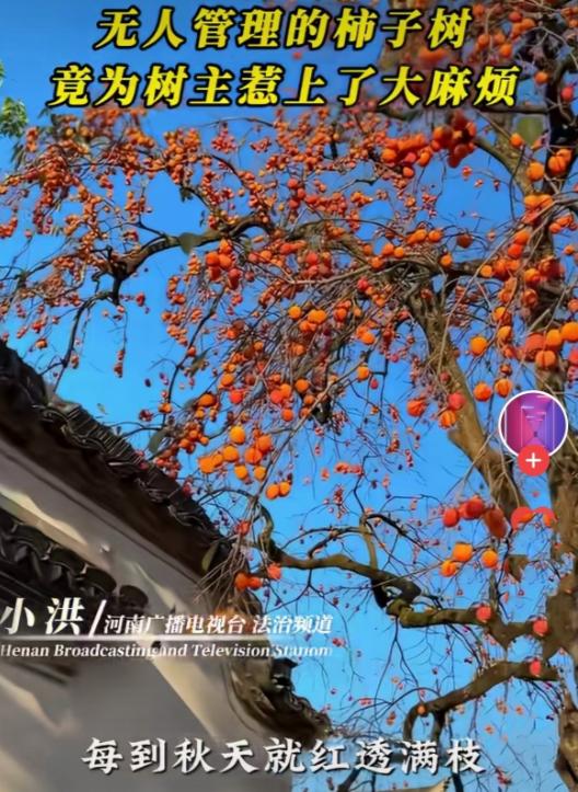 河南，男子全家在外打工，可他家院里的柿子树却长势喜人，秋季硕果累累。年年无人采摘
