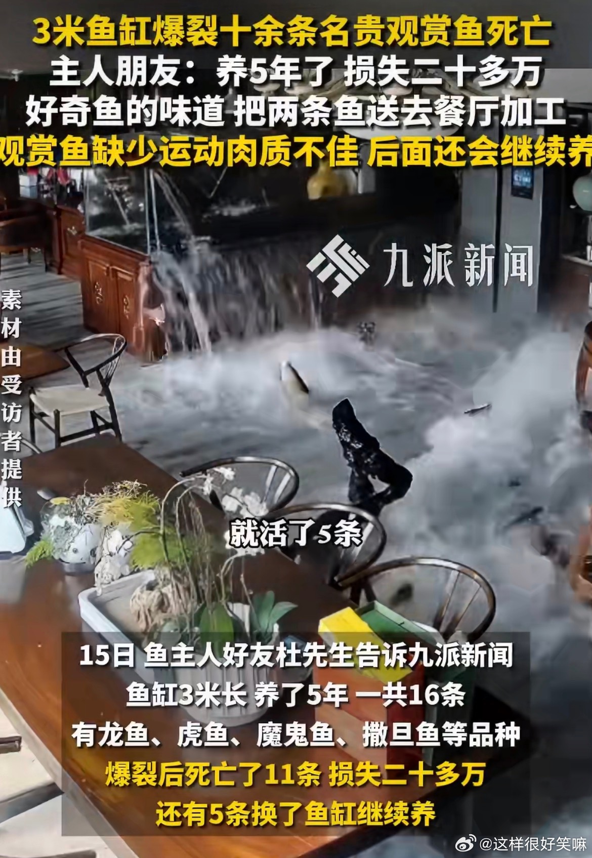 3米鱼缸爆裂11条观赏鱼死亡都是些什么鱼呀这么贵，听朋友说养鱼确实是挺费劲的，反