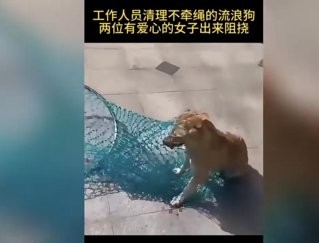 “所有的狗都会咬人吗”？工作人员在清理不拴绳的流浪狗的时候，两位有爱心的女士站出