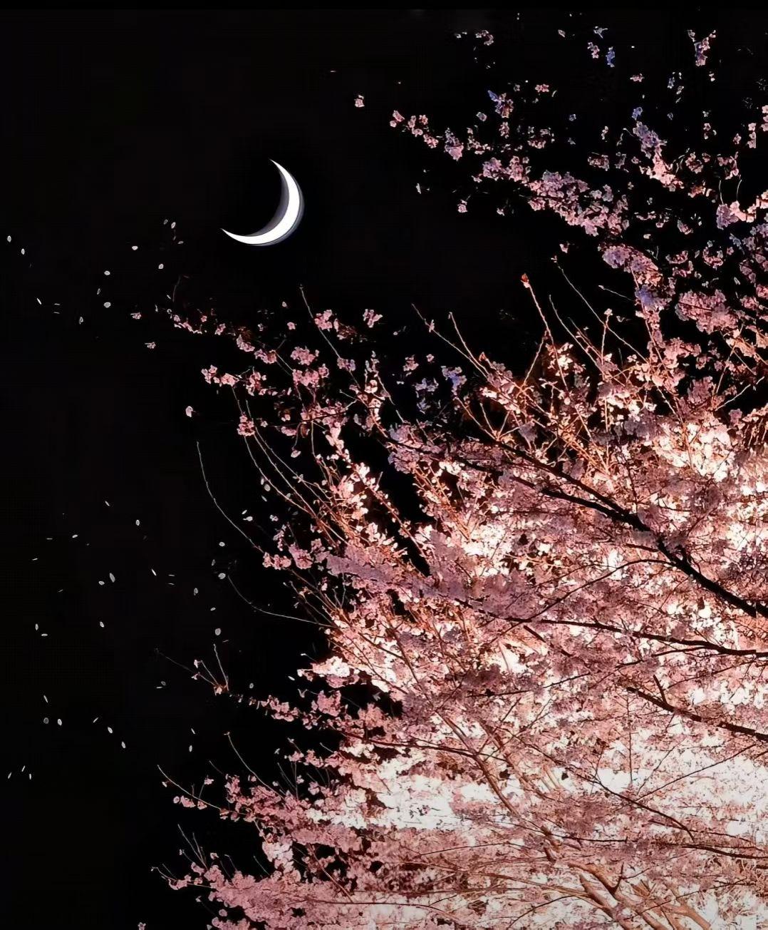 弯弯的月亮挂上了树梢