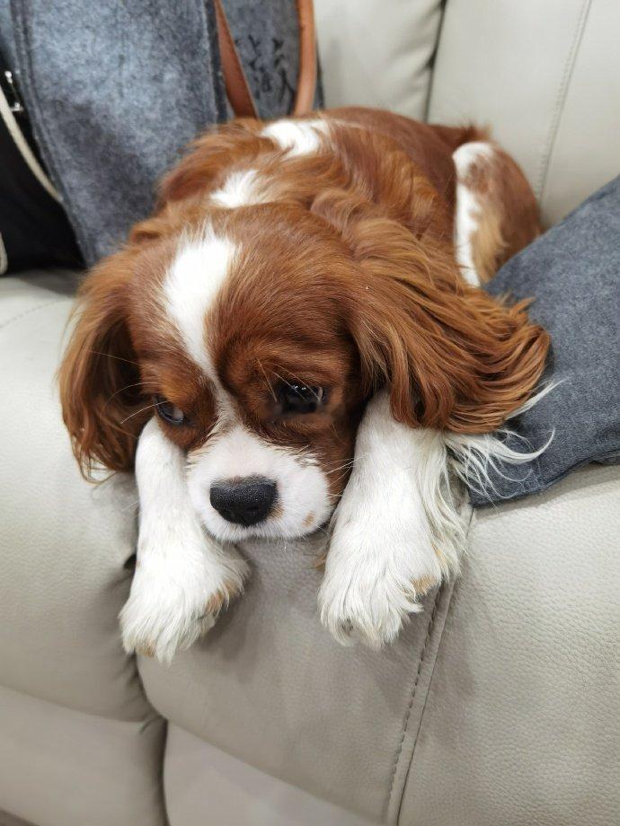 赵今麦晒和狗狗合照麦麦和狗狗的合照谁懂有多可爱啊！拿铁就这样被麦麦抱在怀里乖乖的