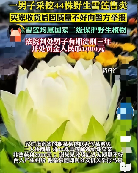 “长记性了！”新疆，一男子上山采蘑菇，意外发现一片野生雪莲，他一口气把44株全给