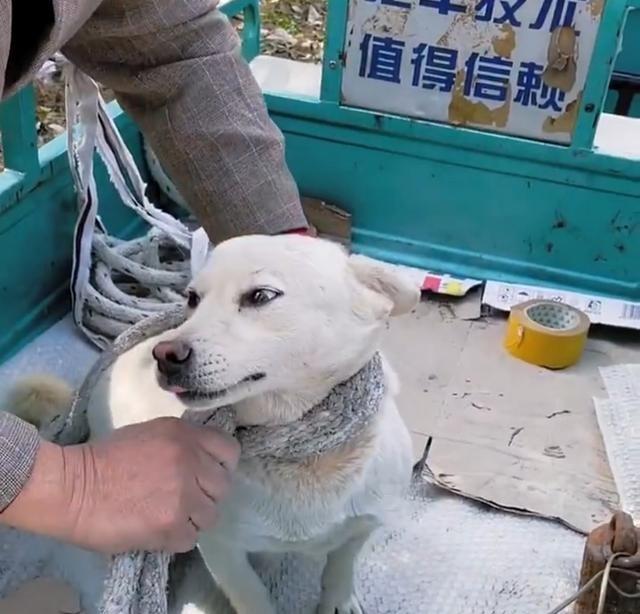 老头把自家养多年的怀孕看门狗卖给狗贩子，还亲自称重、绑腿封嘴，狗全程没反抗。幸好