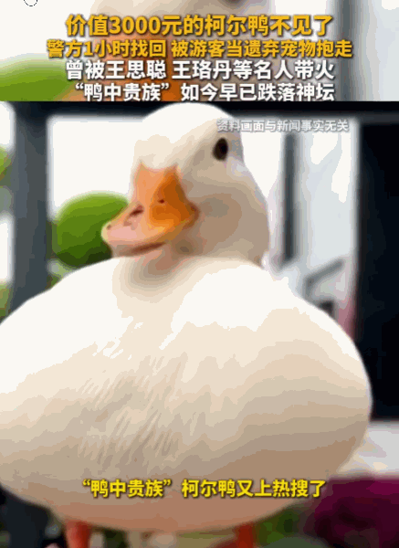 不问自取就是偷！安徽芜湖，一商户养在店门口、价值3000余元的柯尔鸭突然不知去向