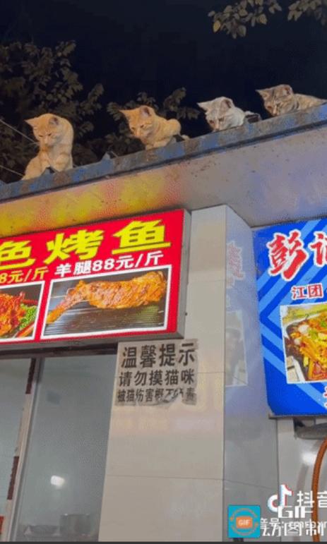 “笑不活了!”贵州贵阳，一烤鱼店老板正专心烤鱼，翻面、撒调料，忙得热火朝天，哪