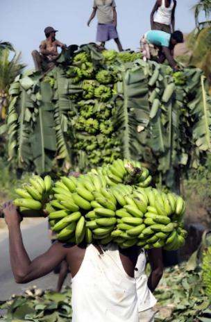 中方暂停进口菲律宾香蕉后，菲律宾香蕉协会负责人愤然发声，直言此举断了当地30万蕉