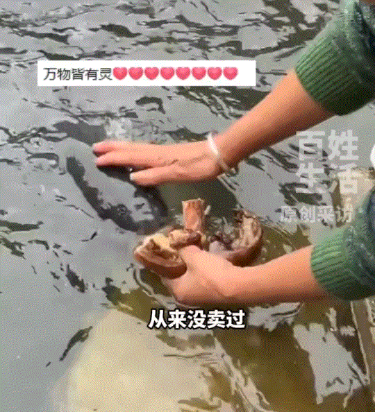 贵州台江，一女子在网上晒出，妈妈日常在自家池塘边上投喂养了十多年的鱼儿们，因十多