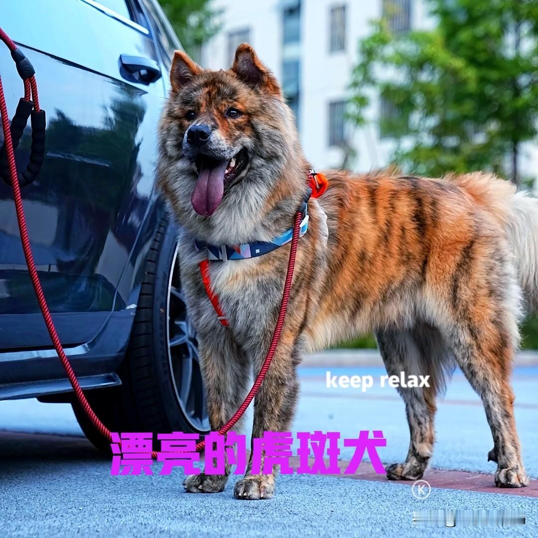 四川的一位女网友，分享了一张她家狗子的图片，真是让我大开眼界。狗子是只中华虎斑犬