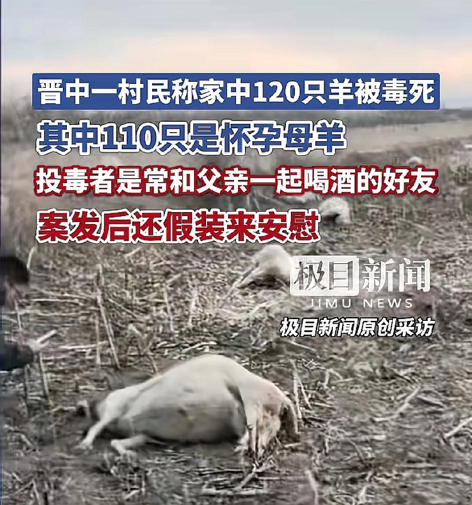 酒桌好友竟是投毒的人！山西晋中这起投毒案，真的越想越让人脊背发凉。村民家120只