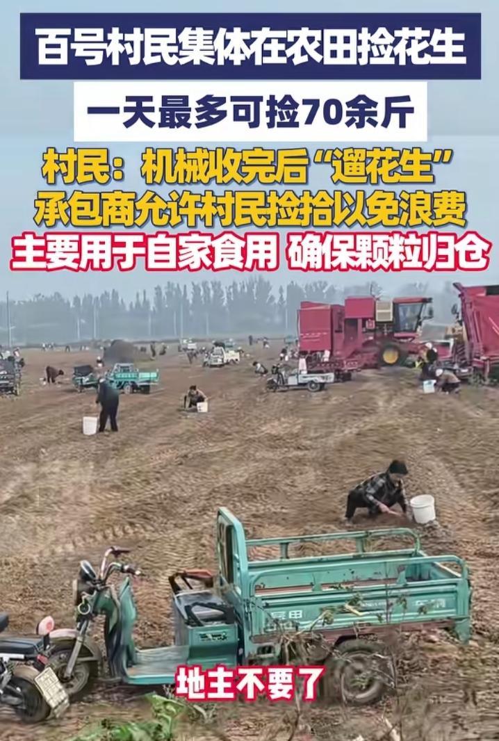 国庆期间，一家三口路过河北邢台，发现路边地里有很多零散的花生，他赶紧拿个袋子下车