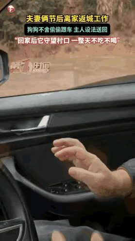 真的看哭了！江西崇仁这只狗狗，用最笨的方式，把忠诚两个字写得太戳心了。主人