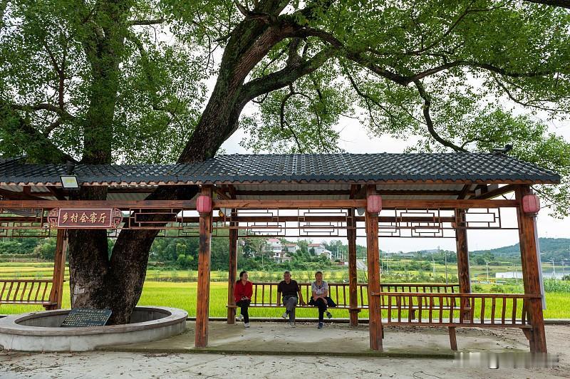 之前刷到浙江龙泉那座四棵香樟长成的天然凉亭，直接看愣了。1902年种下的四株幼