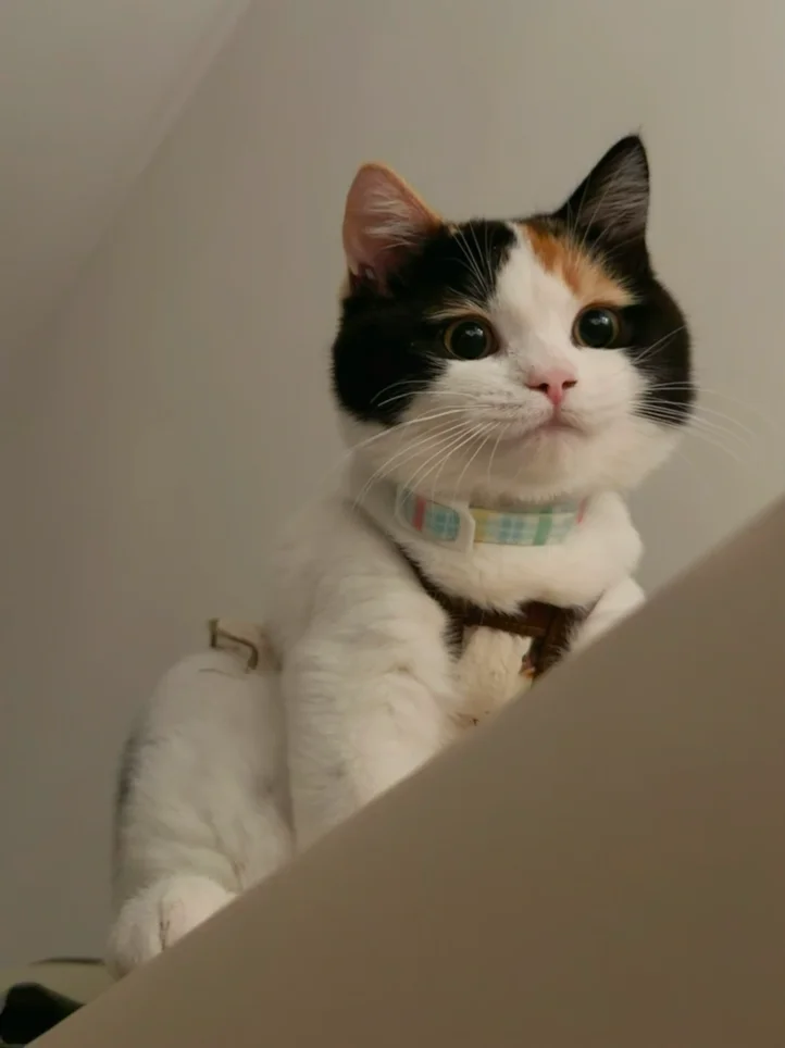 五个月的小猫日渐圆润了