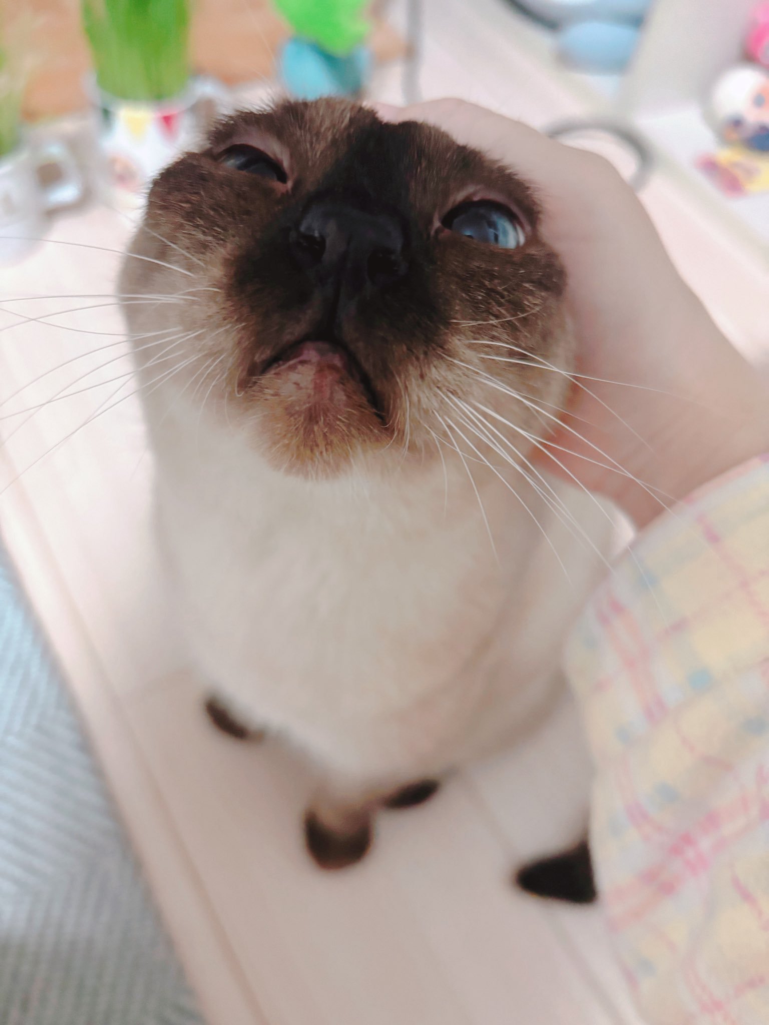 【「暹罗猫小豆泥」原型猫“小豆泥”确认去世】今日，「暹罗猫小豆泥」表情包的原型猫