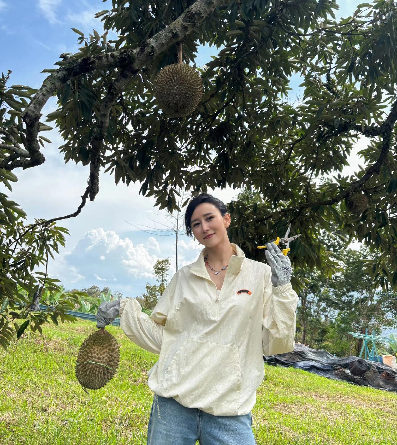 胡静在马来西亚榴莲自由了，每年都会晒她和老公朱兆祥在马来西亚的榴莲庄园，园子里什