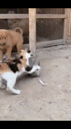 惊险！院子上演猫狗鼠大战，肥鼠反扑猫咪，结局大快人心！院子里突发激烈混战！