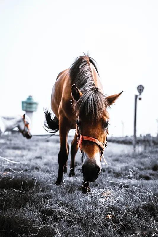 除夕将至，万象更新。愿你目光如炬，心怀暖阳，步履坚定。从容不迫，不骄不躁，细品生