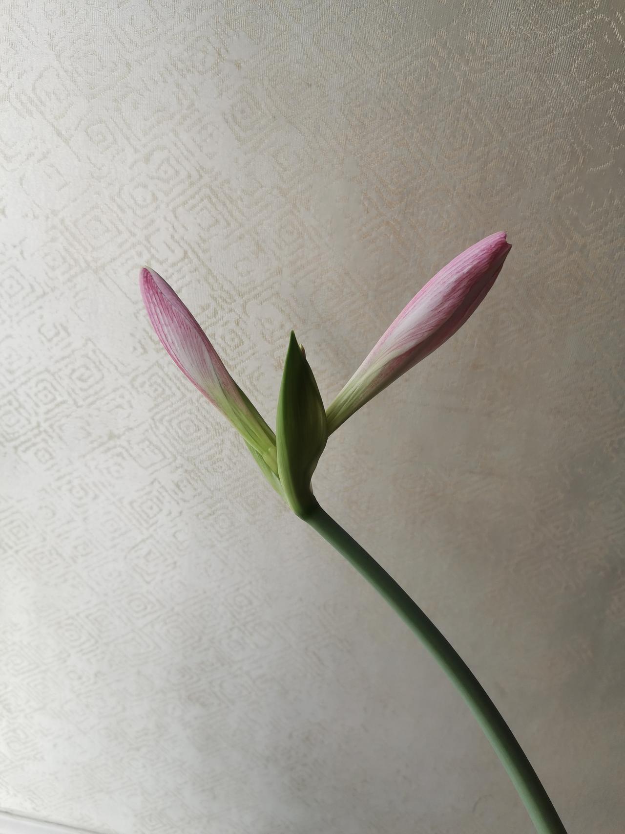 “哭泣”的朱顶红之母夜叉婆婆(2)我比朱琴更早认识朱琴婆婆。那时候，我老