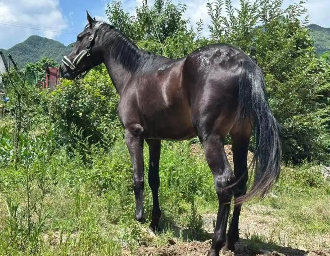 贵州毕节，一男子花9万元拍卖得来的汗血宝马“乌拉”，在送往湖南株洲俱乐部培训途中