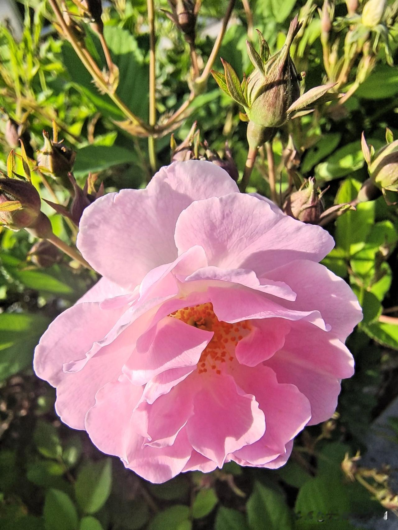 上联：苦难日子将过去下联：幸福生活万年长终生坚持作品原创的人图片来源于作