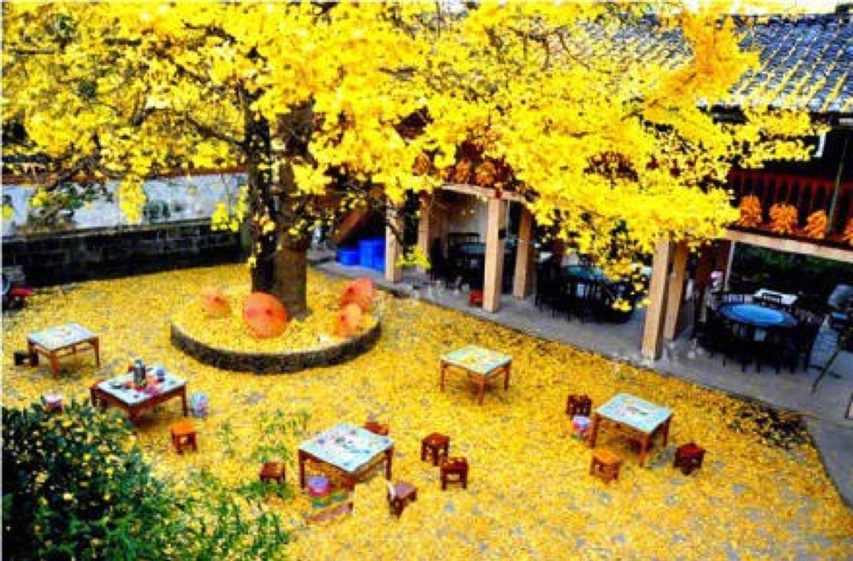 【这里是云南】腾冲的秋天，是银杏村的颜色。房前屋后、瓦片上、小路上、到处是一片金