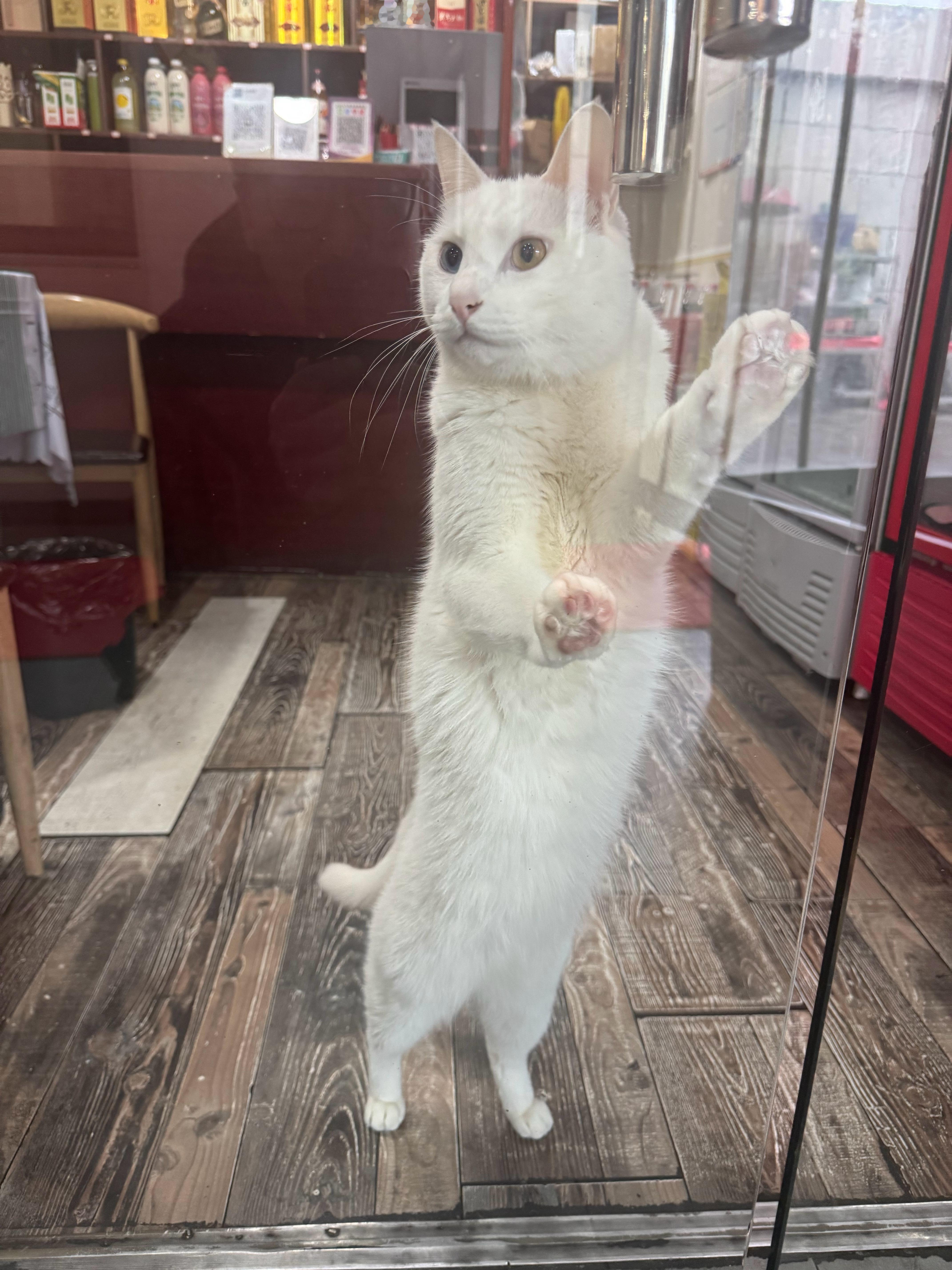 饭馆里发现个异瞳小猫好可爱