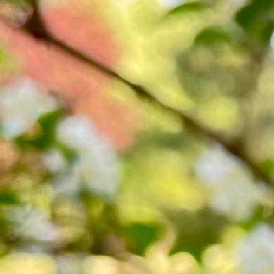 0000太平花种植一、择土宜选疏松肥沃、排水通畅的微酸性砂质壤土，可掺入三成腐叶