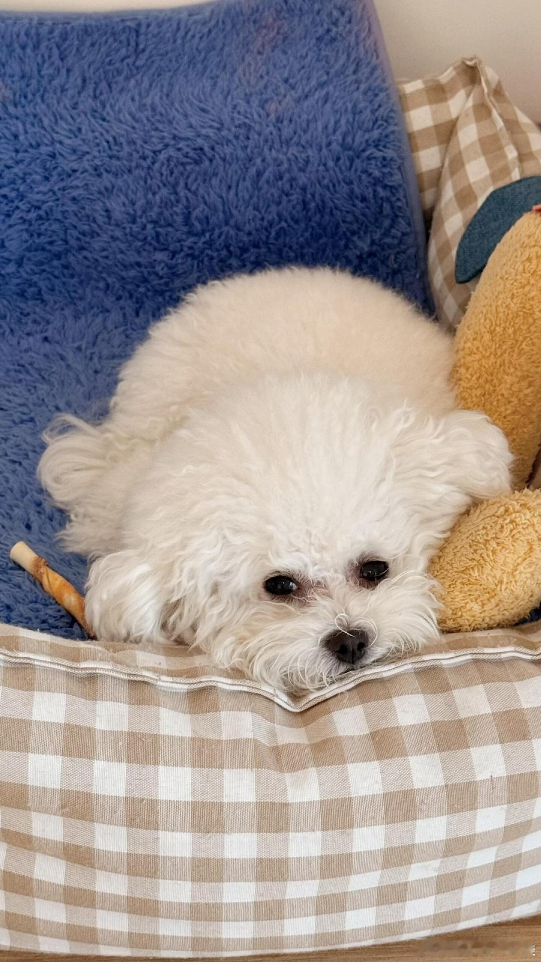 小狗配种后变得冷漠，如何应对？