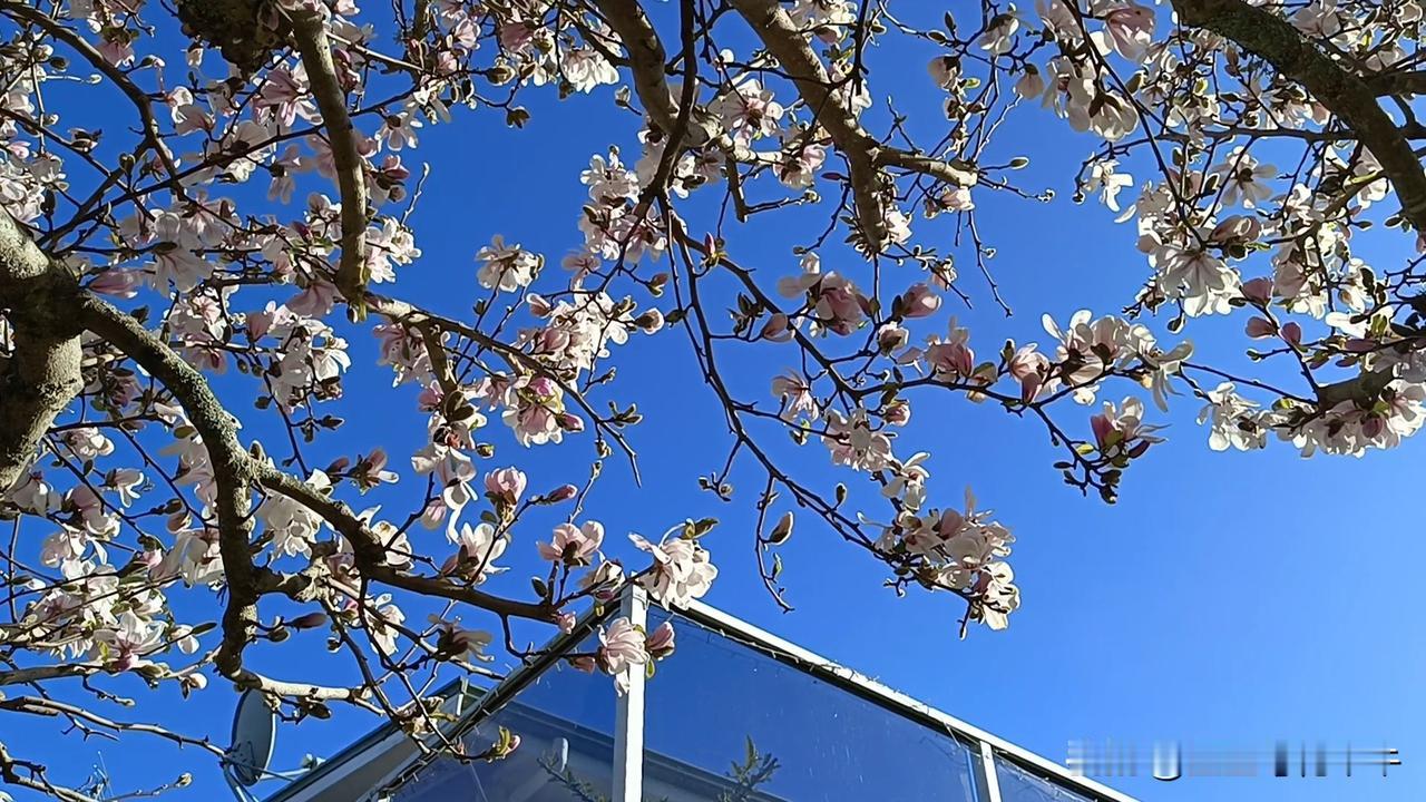 我非常喜欢玉兰花，不仅仅是因为玉兰花，株型优雅，花色漂亮，更是玉兰花有一种气节之